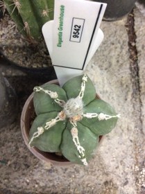 تصویر بذر کاکتوس آستروفیتوم ندوم روکوتسو ELG.9542 - بسته 10 عددی Astrophytum nudm Rokkotsu ELG.9542