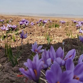 تصویر زعفران سوپر نگین ممتاز صادراتی 5 گرمی خاتم با ضمانت صد در صدی برند سربلند 