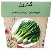 تصویر بذر موسیر 