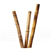 تصویر چوب بامبو نژاد گرین بامبو آفریقا قطر 5 کد BaMeC2 