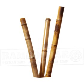 تصویر چوب بامبو نژاد گرین بامبو آفریقا قطر 3 کد BaMeC1 