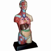 تصویر مدل 1/4بدن انسان با نمایش عضلات 