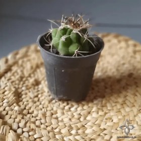 تصویر گلدان سايز 6 