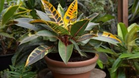 تصویر نهال گل کروتون Codiaeum variegatum