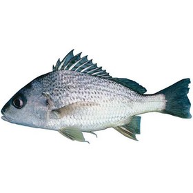 تصویر ماهی سنگسر شعری 