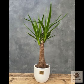 تصویر گیاه یوکا | کد: ZNB-1BW9 