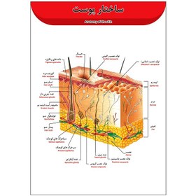 تصویر پوستر آموزشی آناتومی پوست A3 