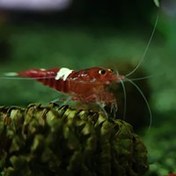 تصویر شریمپ میگو رد رابی Shrimp Red Ruby 