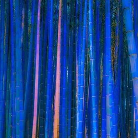 تصویر بذر بامبو آبی 2 عددی 