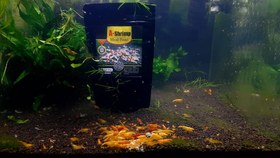 تصویر غذای میگو آب شیرین میل فود ای شریمپ 