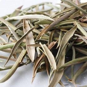 تصویر برگ زیتون ملین