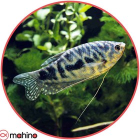 تصویر ماهی گورامی کاذبی 