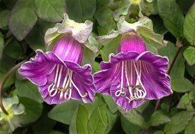 تصویر بذر گل پیچک ناقوس ارغوانی cobea scandens