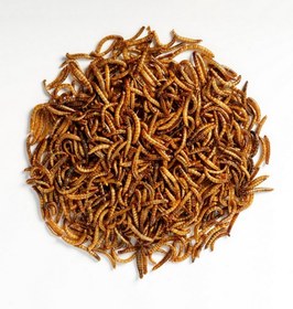 تصویر میل ورم اوشکایا Oshkaya MealWorm