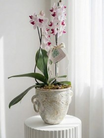 تصویر ارکیده مینیاتوری کد 7002 