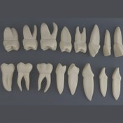 تصویر ست آموزشی آناتومی 