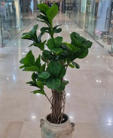 تصویر فیکوس لیراترا fiddle leaf fig