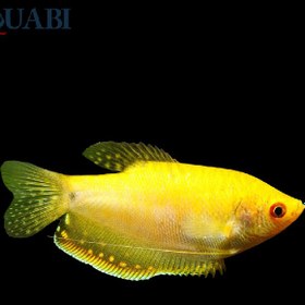 تصویر ماهی گورامی زرد 6 تا 7 سانتی 