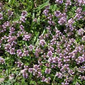 تصویر بذر مرزنجوش 0.5 گرم 