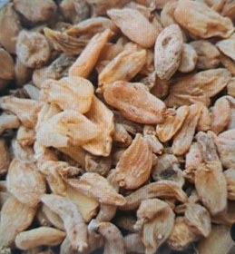 تصویر ثعلب Salep