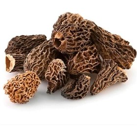 تصویر قارچ مورل 