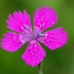 تصویر بذر میخک باغی 1 گرمی 