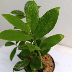 تصویر زامیفولیا سبز هلندی 