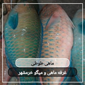 تصویر ماهی طوطی سایز متوسط تازه و صید روز (پک یک کیلویی)بسیار خوشمزه و لذیذ مناسب برای کباب کردن و سرخ کردن 