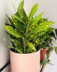 تصویر فروش گل آکوبا 6611 