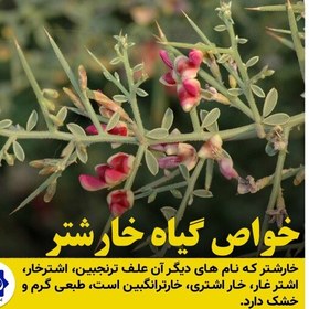 تصویر خارشتر خشک و نرم شده(200 گرمی)خرید از تولید کننده 