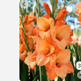 تصویر پیاز گلایل رنگ نارنجی 