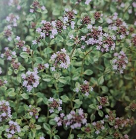 تصویر آویشن Thymus kotschyanus