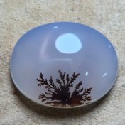 تصویر شجر قائن زیبا خاص واضح 