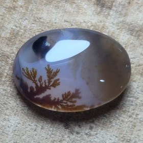 تصویر شجر قائن واضح زیبا. 