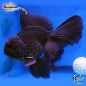 تصویر ماهی گلدفیش اوراندا جاینت فولمون بلک Goldfish Oranda Giant bofalo black