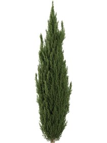 تصویر سرو شیراز 