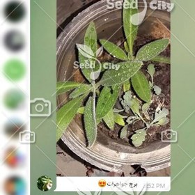 تصویر بذر گل برج جواهرات – Echium Wildpretii 