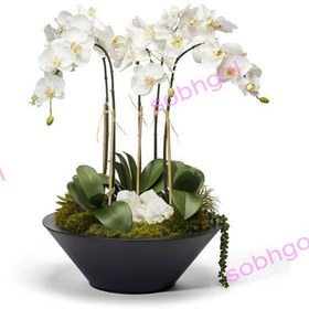 تصویر گاردن ارکیده خاص ORK23 