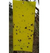 تصویر کارت زرد حشره (چسب حشره) سایز ۱۰ در ۲۴.۵ سانتی متر، کارتن ۱۰۰۰ تایی 
