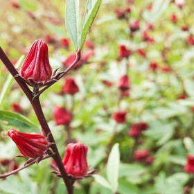 تصویر دمنوش چای ترش نیوشا صددرصد گیاهی خورجینی 12 عددی Hibiscus Tea