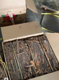 تصویر دارچین قلم 