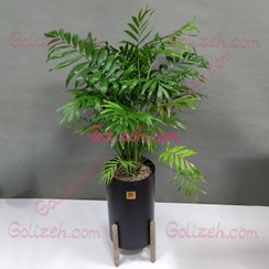 تصویر نخل شامادورا باگلدان بلند 