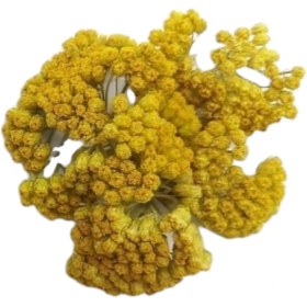 تصویر گل خشک چتری زرد G82 