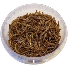 تصویر میل ورم اوشکایا 