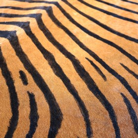 تصویر پوست مویی گاوی 