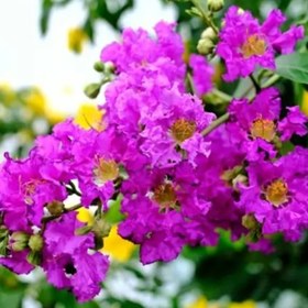 تصویر بذر درخت توری بسته 5عددی 