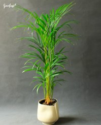 تصویر نخل اریکا با گلدان سرامیکی 