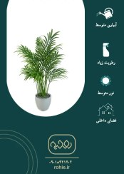 تصویر نخل شـامـادورا - گـلـفـروشی آنـلایـن روحـیـه 