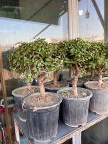 تصویر بنسای کراسولا 