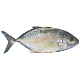 تصویر ماهی مقوا (سفید) 